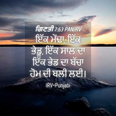 Picture 04 - ਗਿਣਤੀ 7:63 PANIRV - ਇੱਕ ਮੇਂਢਾ, ਇੱਕ - Bible Verse Picture