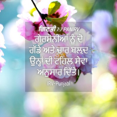 Picture 04 - ਗਿਣਤੀ 7:7 PANIRV - ਗੇਰਸ਼ੋਨੀਆਂ ਨੂੰ ਦੋ - Bible Verse Picture