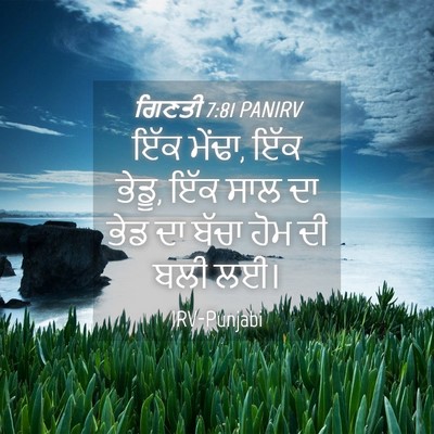 Picture 04 - ਗਿਣਤੀ 7:81 PANIRV - ਇੱਕ ਮੇਂਢਾ, ਇੱਕ - Bible Verse Picture