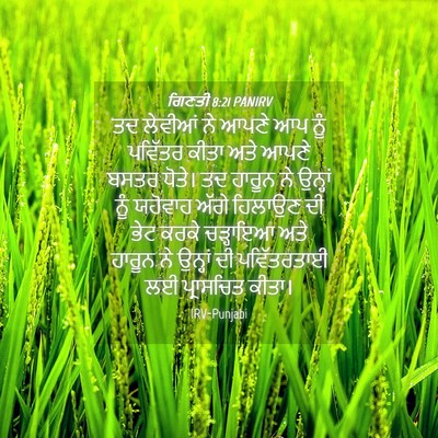 Picture 04 - ਗਿਣਤੀ 8:21 PANIRV - ਤਦ ਲੇਵੀਆਂ ਨੇ ਆਪਣੇ - Bible Verse Picture
