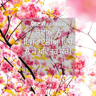 Picture 04 - ਗਿਣਤੀ 8:6 PANIRV - ਲੇਵੀਆਂ ਨੂੰ - Bible Verse Picture