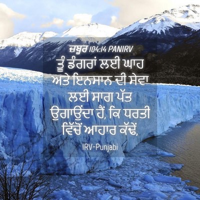 Picture 04 - ਜ਼ਬੂਰ 104:14 PANIRV - ਤੂੰ ਡੰਗਰਾਂ ਲਈ ਘਾਹ - Bible Verse Picture