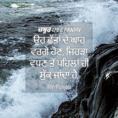 Picture 04 - ਜ਼ਬੂਰ 129:6 PANIRV - ਉਹ ਛੱਤਾਂ ਦੇ ਘਾਹ - Bible Verse Picture
