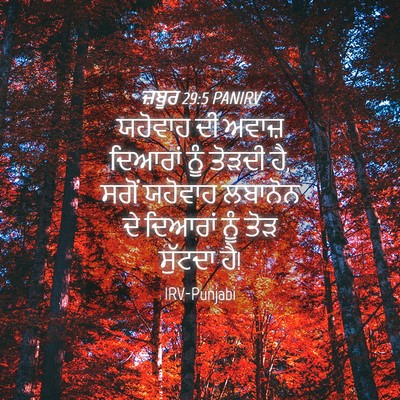 Picture 04 - ਜ਼ਬੂਰ 29:5 PANIRV - ਯਹੋਵਾਹ ਦੀ ਅਵਾਜ਼ - Bible Verse Picture