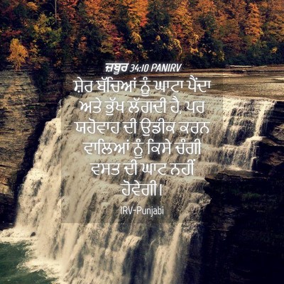 Picture 04 - ਜ਼ਬੂਰ 34:10 PANIRV - ਸ਼ੇਰ ਬੱਚਿਆਂ ਨੂੰ - Bible Verse Picture