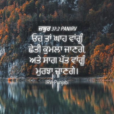 Picture 04 - ਜ਼ਬੂਰ 37:2 PANIRV - ਓਹ ਤਾਂ ਘਾਹ ਵਾਂਗੂੰ - Bible Verse Picture