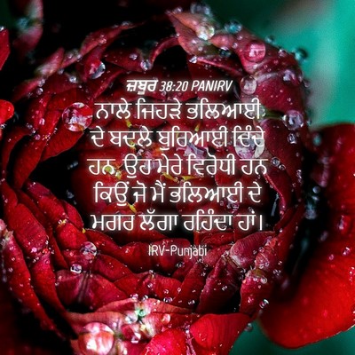Picture 04 - ਜ਼ਬੂਰ 38:20 PANIRV - ਨਾਲੇ ਜਿਹੜੇ ਭਲਿਆਈ - Bible Verse Picture