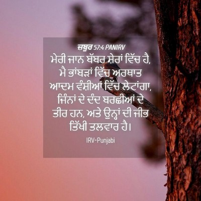 Picture 04 - ਜ਼ਬੂਰ 57:4 PANIRV - ਮੇਰੀ ਜਾਨ ਬੱਬਰ - Bible Verse Picture