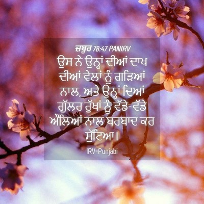 Picture 04 - ਜ਼ਬੂਰ 78:47 PANIRV - ਉਸ ਨੇ ਉਨ੍ਹਾਂ ਦੀਆਂ - Bible Verse Picture