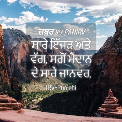 Picture 04 - ਜ਼ਬੂਰ 8:7 PANIRV - ਸਾਰੇ ਇੱਜੜ ਅਤੇ ਵੱਗ, - Bible Verse Picture