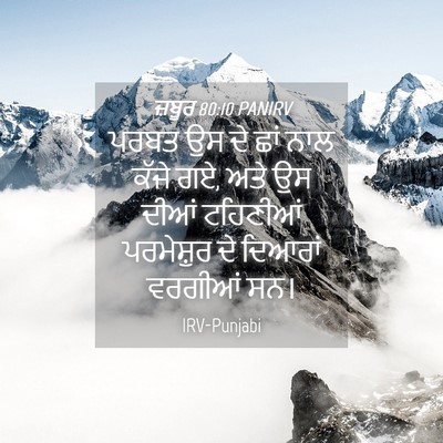 Picture 04 - ਜ਼ਬੂਰ 80:10 PANIRV - ਪਰਬਤ ਉਸ ਦੇ ਛਾਂ ਨਾਲ - Bible Verse Picture
