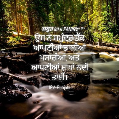 Picture 04 - ਜ਼ਬੂਰ 80:11 PANIRV - ਉਸ ਨੇ ਸਮੁੰਦਰ ਤੱਕ - Bible Verse Picture