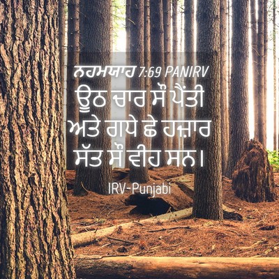 Picture 04 - ਨਹਮਯਾਹ 7:69 PANIRV - ਊਠ ਚਾਰ ਸੌ ਪੈਂਤੀ ਅਤੇ - Bible Verse Picture