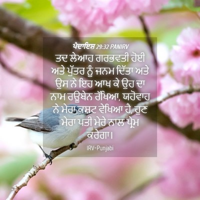 Picture 04 - ਪੈਦਾਇਸ਼ 29:32 PANIRV - ਤਦ ਲੇਆਹ ਗਰਭਵਤੀ ਹੋਈ - Bible Verse Picture