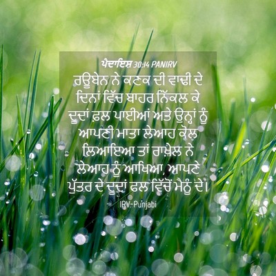 Picture 04 - ਪੈਦਾਇਸ਼ 30:14 PANIRV - ਰਊਬੇਨ ਨੇ ਕਣਕ ਦੀ - Bible Verse Picture
