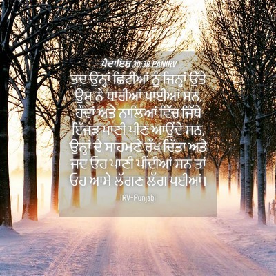 Picture 04 - ਪੈਦਾਇਸ਼ 30:38 PANIRV - ਤਦ ਉਨ੍ਹਾਂ ਛਿਟੀਆਂ - Bible Verse Picture