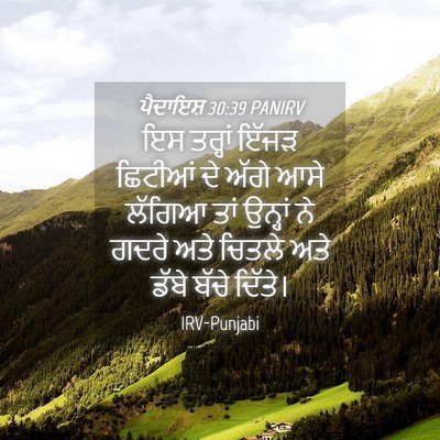 Picture 04 - ਪੈਦਾਇਸ਼ 30:39 PANIRV - ਇਸ ਤਰ੍ਹਾਂ ਇੱਜੜ - Bible Verse Picture