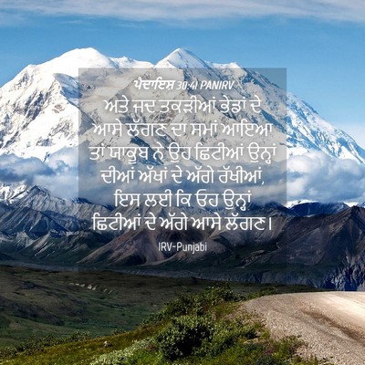 Picture 04 - ਪੈਦਾਇਸ਼ 30:41 PANIRV - ਅਤੇ ਜਦ ਤਕੜੀਆਂ - Bible Verse Picture