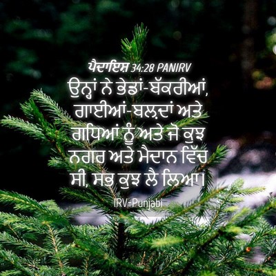 Picture 04 - ਪੈਦਾਇਸ਼ 34:28 PANIRV - ਉਨ੍ਹਾਂ ਨੇ - Bible Verse Picture