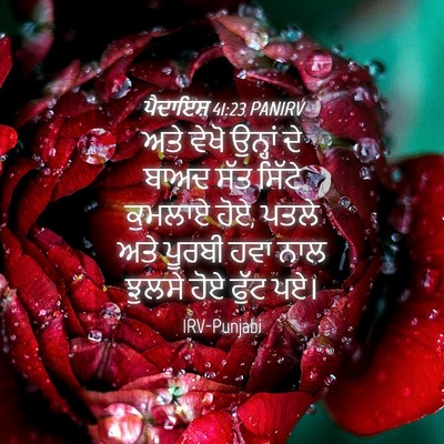 Picture 04 - ਪੈਦਾਇਸ਼ 41:23 PANIRV - ਅਤੇ ਵੇਖੋ ਉਨ੍ਹਾਂ ਦੇ - Bible Verse Picture