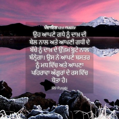 Picture 04 - ਪੈਦਾਇਸ਼ 49:11 PANIRV - ਉਹ ਆਪਣੇ ਗਧੇ ਨੂੰ - Bible Verse Picture