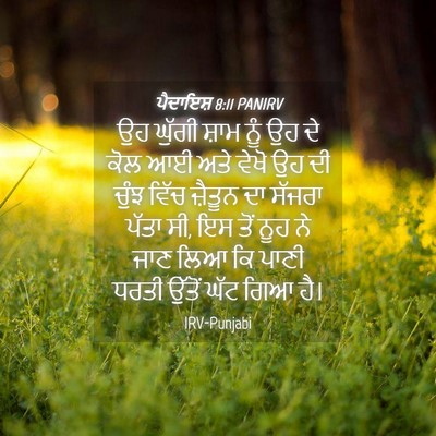 Picture 04 - ਪੈਦਾਇਸ਼ 8:11 PANIRV - ਉਹ ਘੁੱਗੀ ਸ਼ਾਮ ਨੂੰ - Bible Verse Picture