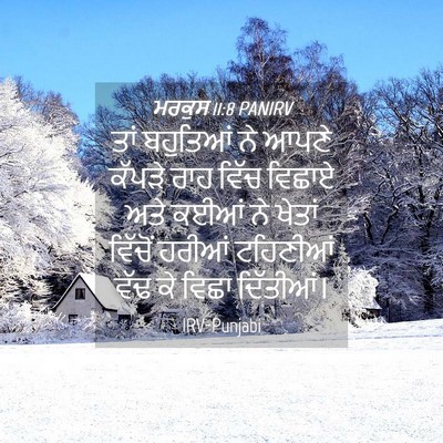 Picture 04 - ਮਰਕੁਸ 11:8 PANIRV - ਤਾਂ ਬਹੁਤਿਆਂ ਨੇ - Bible Verse Picture