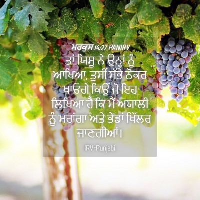 Picture 04 - ਮਰਕੁਸ 14:27 PANIRV - ਤਾਂ ਯਿਸੂ ਨੇ ਉਨ੍ਹਾਂ - Bible Verse Picture