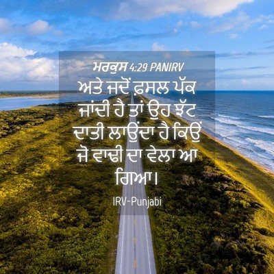 Picture 04 - ਮਰਕੁਸ 4:29 PANIRV - ਅਤੇ ਜਦੋਂ ਫ਼ਸਲ ਪੱਕ - Bible Verse Picture