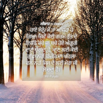Picture 04 - ਮੀਕਾਹ 7:1 PANIRV - ਹਾਏ ਮੈਨੂੰ! ਮੈਂ ਤਾਂ - Bible Verse Picture