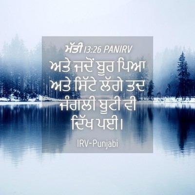 Picture 04 - ਮੱਤੀ 13:26 PANIRV - ਅਤੇ ਜਦੋਂ ਬੂਰ ਪਿਆ - Bible Verse Picture