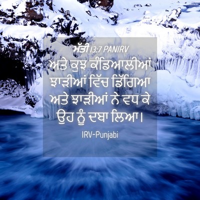 Picture 04 - ਮੱਤੀ 13:7 PANIRV - ਅਤੇ ਕੁਝ ਕੰਡਿਆਲੀਆਂ - Bible Verse Picture
