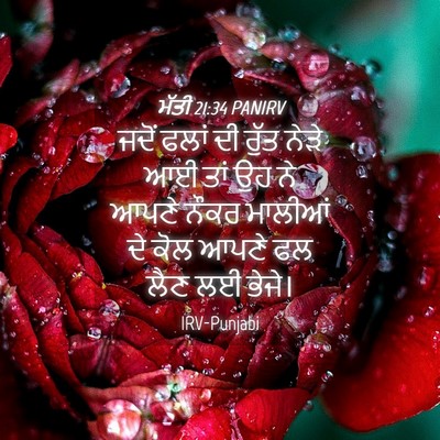 Picture 04 - ਮੱਤੀ 21:34 PANIRV - ਜਦੋਂ ਫਲਾਂ ਦੀ ਰੁੱਤ - Bible Verse Picture
