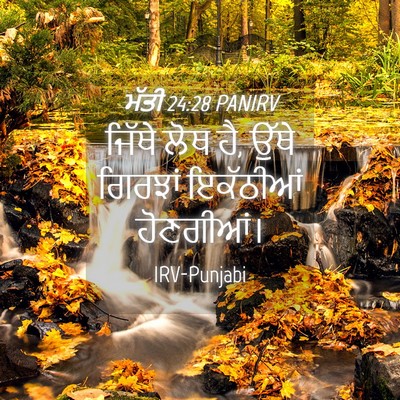Picture 04 - ਮੱਤੀ 24:28 PANIRV - ਜਿੱਥੇ ਲੋਥ ਹੈ, ਉੱਥੇ - Bible Verse Picture