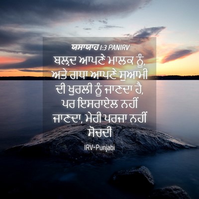Picture 04 - ਯਸਾਯਾਹ 1:3 PANIRV - ਬਲ਼ਦ ਆਪਣੇ ਮਾਲਕ ਨੂੰ, - Bible Verse Picture