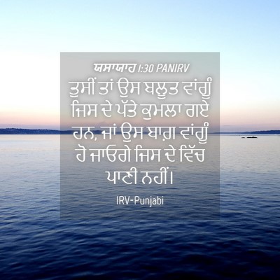 Picture 04 - ਯਸਾਯਾਹ 1:30 PANIRV - ਤੁਸੀਂ ਤਾਂ ਉਸ ਬਲੂਤ - Bible Verse Picture