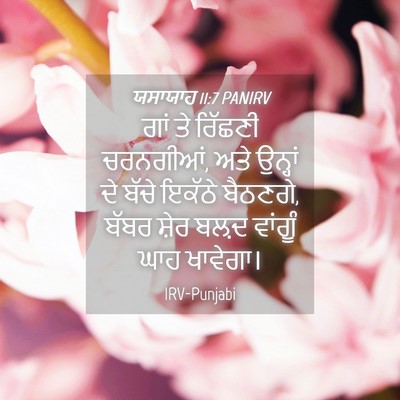 Picture 04 - ਯਸਾਯਾਹ 11:7 PANIRV - ਗਾਂ ਤੇ ਰਿੱਛਣੀ - Bible Verse Picture