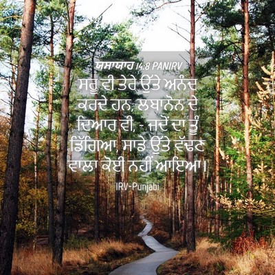 Picture 04 - ਯਸਾਯਾਹ 14:8 PANIRV - ਸਰੂ ਵੀ ਤੇਰੇ ਉੱਤੇ - Bible Verse Picture