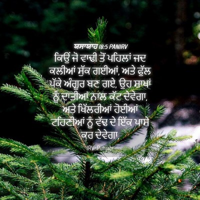 Picture 04 - ਯਸਾਯਾਹ 18:5 PANIRV - ਕਿਉਂ ਜੋ ਵਾਢੀ ਤੋਂ - Bible Verse Picture