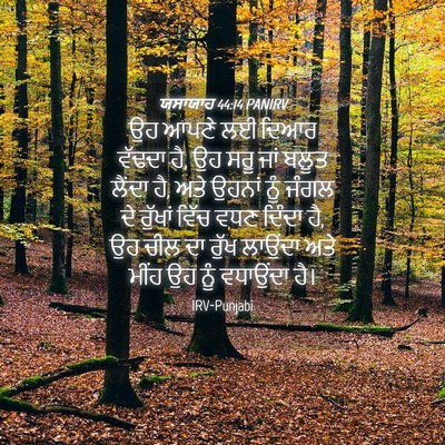 Picture 04 - ਯਸਾਯਾਹ 44:14 PANIRV - ਉਹ ਆਪਣੇ ਲਈ ਦਿਆਰ - Bible Verse Picture