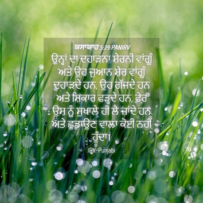 Picture 04 - ਯਸਾਯਾਹ 5:29 PANIRV - ਉਨ੍ਹਾਂ ਦਾ ਦਹਾੜਨਾ - Bible Verse Picture