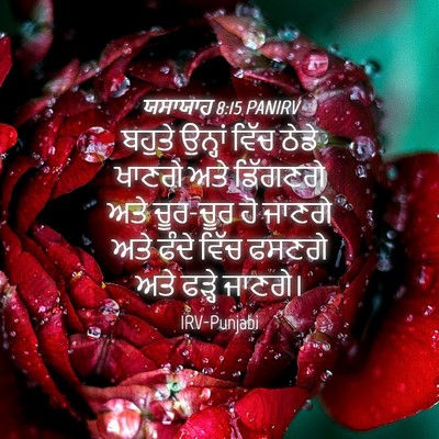 Picture 04 - ਯਸਾਯਾਹ 8:15 PANIRV - ਬਹੁਤੇ ਉਨ੍ਹਾਂ ਵਿੱਚ - Bible Verse Picture