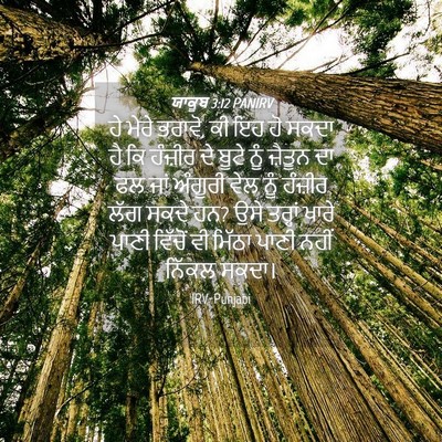 Picture 04 - ਯਾਕੂਬ 3:12 PANIRV - ਹੇ ਮੇਰੇ ਭਰਾਵੋ, ਕੀ - Bible Verse Picture