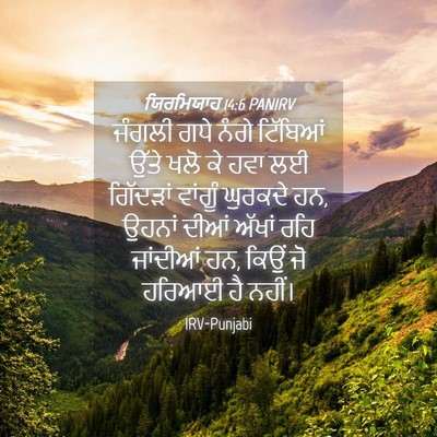 Picture 04 - ਯਿਰਮਿਯਾਹ 14:6 PANIRV - ਜੰਗਲੀ ਗਧੇ ਨੰਗੇ - Bible Verse Picture