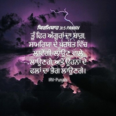 Picture 04 - ਯਿਰਮਿਯਾਹ 31:5 PANIRV - ਤੂੰ ਫਿਰ ਅੰਗੂਰਾਂ ਦਾ - Bible Verse Picture
