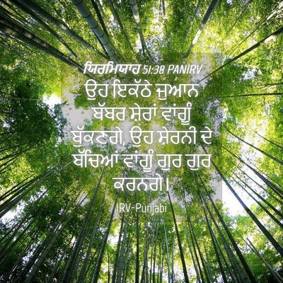 Picture 04 - ਯਿਰਮਿਯਾਹ 51:38 PANIRV - ਉਹ ਇਕੱਠੇ ਜੁਆਨ ਬੱਬਰ - Bible Verse Picture