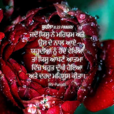 Picture 04 - ਯੂਹੰਨਾ 11:33 PANIRV - ਜਦੋਂ ਯਿਸੂ ਨੇ ਮਰਿਯਮ - Bible Verse Picture