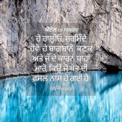Picture 04 - ਯੋਏਲ 1:11 PANIRV - ਹੇ ਹਾਲ੍ਹੀਓ, - Bible Verse Picture