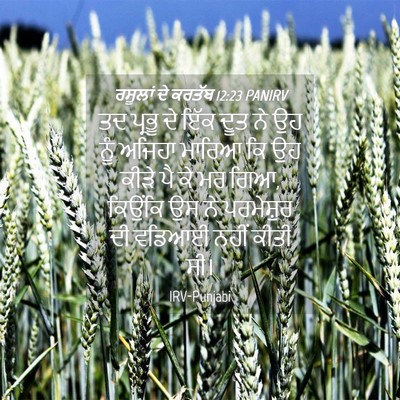 Picture 04 - ਰਸੂਲਾਂ ਦੇ ਕਰਤੱਬ 12:23 PANIRV - ਤਦ ਪ੍ਰਭੂ ਦੇ ਇੱਕ ਦੂਤ - Bible Verse Picture
