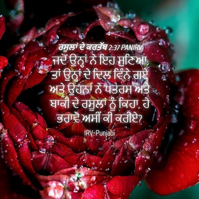 Picture 04 - ਰਸੂਲਾਂ ਦੇ ਕਰਤੱਬ 2:37 PANIRV - ਜਦੋਂ ਉਨ੍ਹਾਂ ਨੇ ਇਹ - Bible Verse Picture